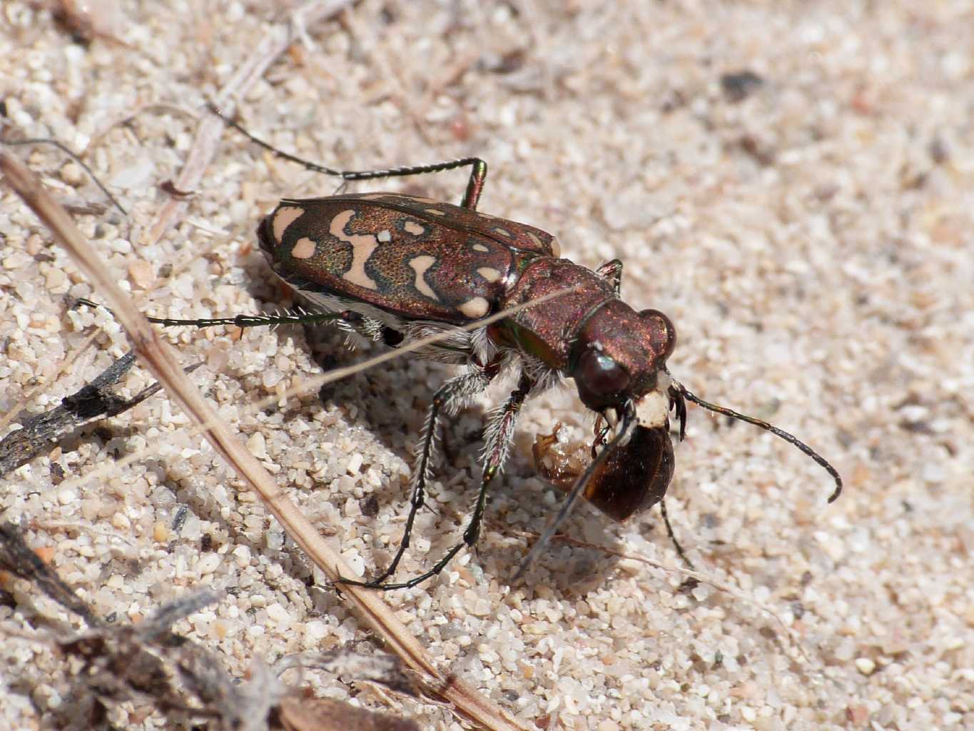 Lophyra flexuosa sardea e Calomera littoralis